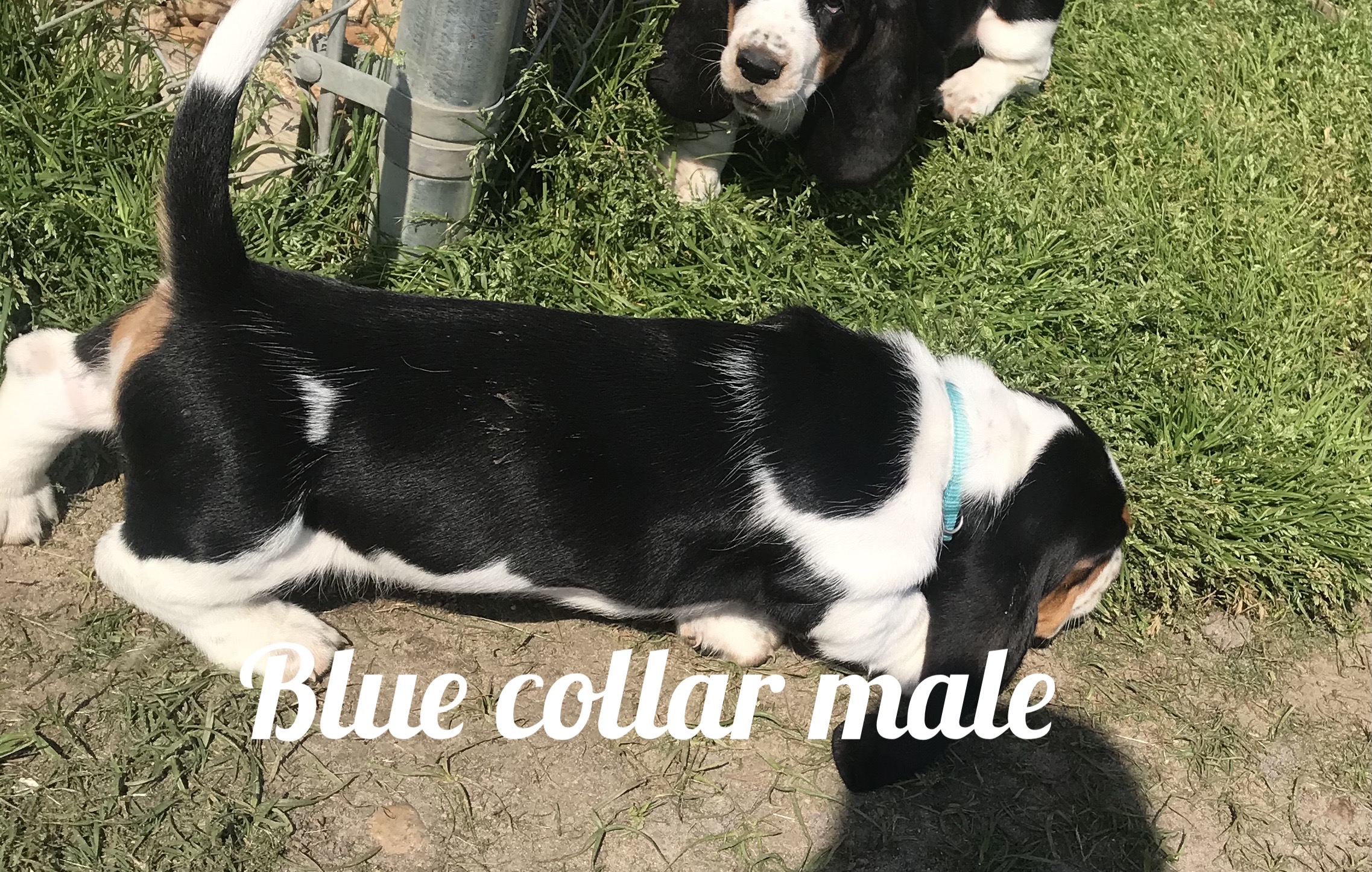 Blue male
